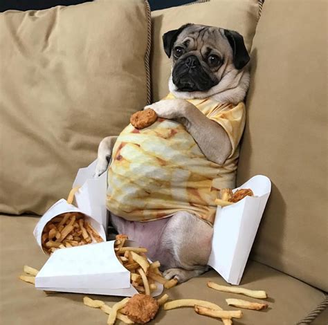 Me and my food baby | Pug memes, Love memes funny, Pugs