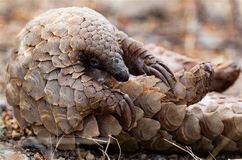 Photographer of the Year 2019: Semi-finalists: Gallery 2 - Africa Geographic