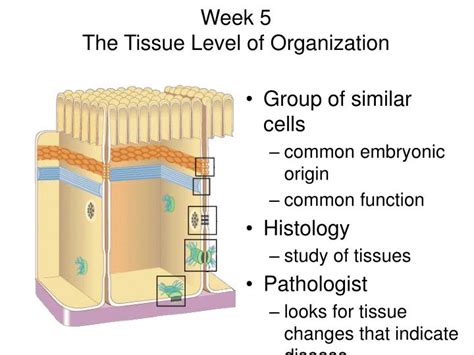 PPT - Week 5 The Tissue Level of Organization PowerPoint Presentation, free download - ID:4562396