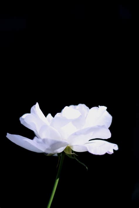 white rose | white rose at the garden in my paren'ts home. | Luis de Bethencourt | Flickr