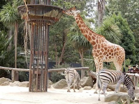 Top 8 Things to Do in The Melbourne Zoo