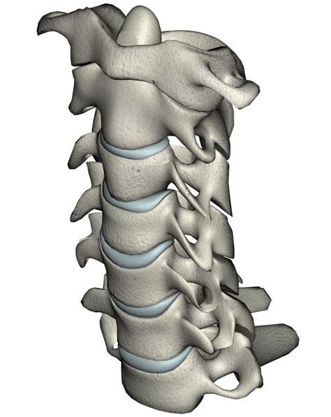 Anatomía de la columna cervical (cuello)