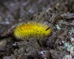 Life Cycle Of A Moth: The 4 Stages Explained - Butterflyhobbyist