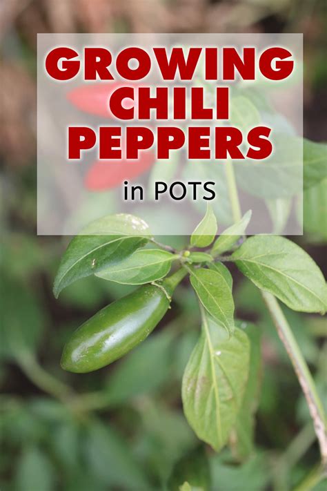 Growing Chili Peppers - Chili Pepper Madness