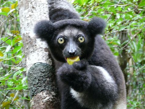 Indri | The Life of Animals