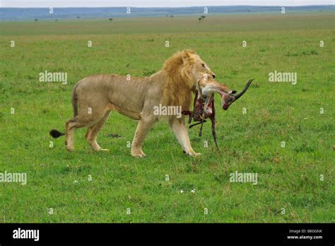 Lion hunt gazelle hi-res stock photography and images - Alamy