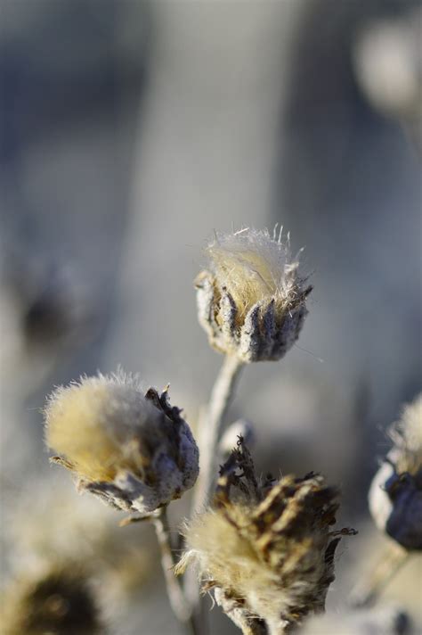 Flower Seeds Seed Head - Free photo on Pixabay - Pixabay