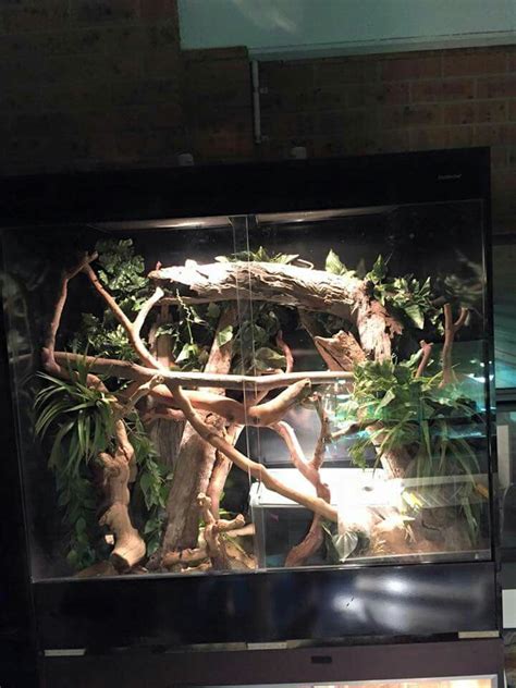 Iguana habitat idea | Reptile house, Habitats, Amphibians