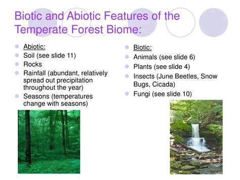 PPT - The Temperate Forest Biome PowerPoint Presentation, free download ...