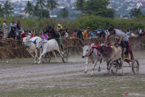 Karapan sapi tradisional di Sigi - ANTARA News