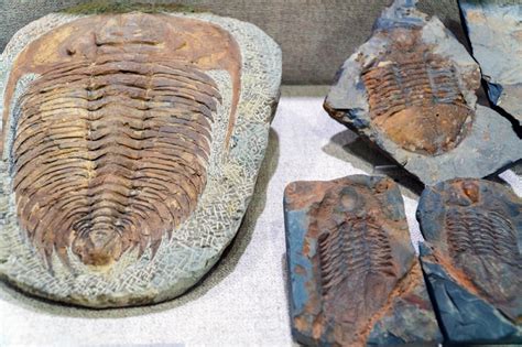 When Did Trilobites Become Extinct? (Are They Alive Today?) - Rock Seeker