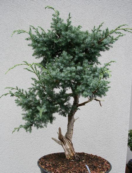 Juniperus squamata since 2010