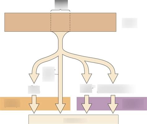 Lateral and Ventromedial pathway Diagram | Quizlet