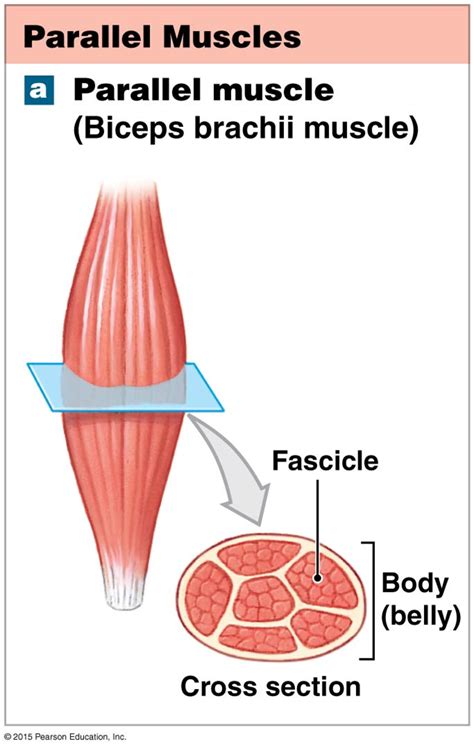 The muscle types based on patterns of fascicle organization. | Muscle system, Massage therapy ...