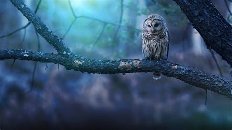 Owl Wallpapers | HD Wallpapers | ID #27045