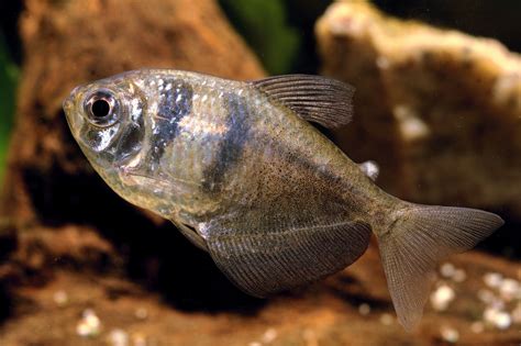 Black Widow Tetra Fish Species Profile