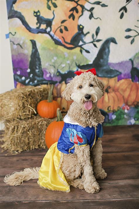 a dog dressed up as snow white sitting in front of hay bales and pumpkins