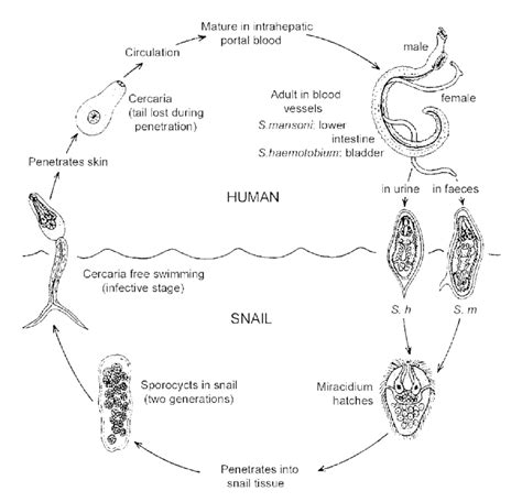 Schistosoma Haematobium Life Cycle