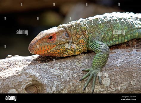 Northern Caiman Lizard (Dracaena guianensis), adult, Florida, USA, America Stock Photo - Alamy