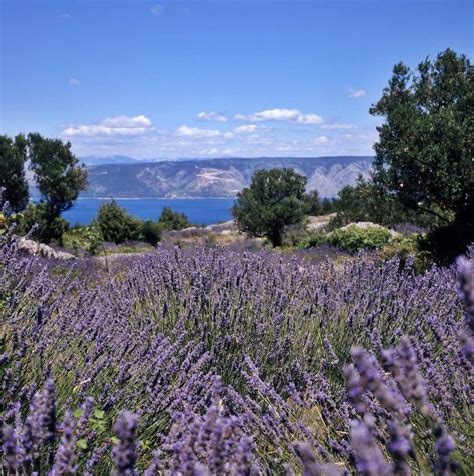 Island of Hvar & Lavender Fields Day Tour - Croatia Private Tours⎪Talor ...