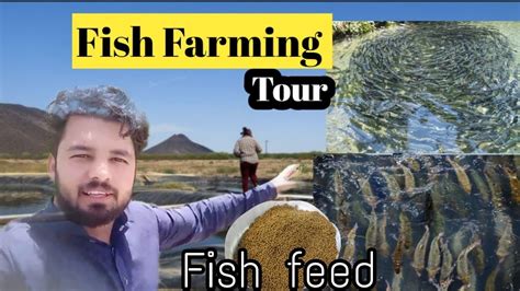 Hybrid Jhinga Aqua Fish Farming Tour☺️|| Botswana Fish Farming(aqua ...