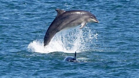 Swimmers injured in dolphin attacks on Japan beach - BBC News