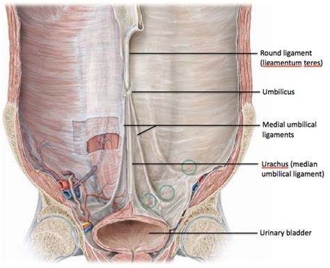 Belly Button Inside Diagram