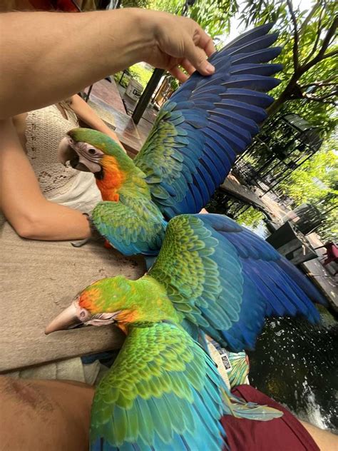 Macaws for Sale in Florida