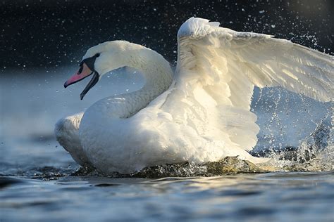 Nikon Z9 Wildlife Impressions: Libor Vaicenbacher