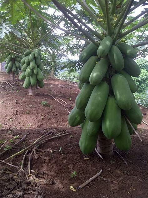 Dwarf Hybrid Paw Paw Seeds Available For Sale - Agriculture - Nigeria