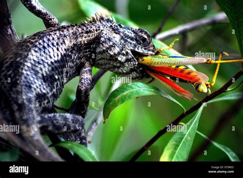 Lizard Eating Insect