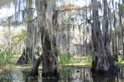 Captain Ron's Swamp Tours - Caddo Lake