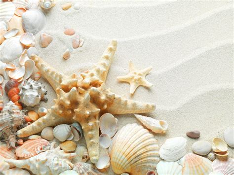 Seashell Wallpapers - Top Free Seashell Backgrounds - WallpaperAccess