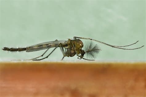 All sizes | Chironomidae, the midges - Midge in the genus Chironomus, subfamily Chironominae ...