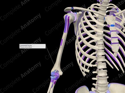 Coronoid Fossa | Complete Anatomy