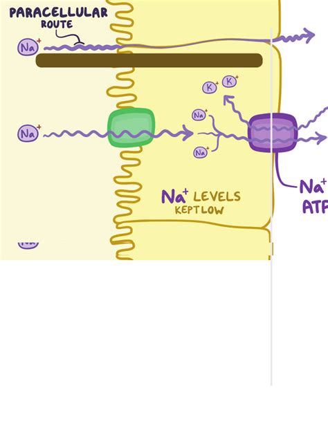 Function Of Vasa Recta