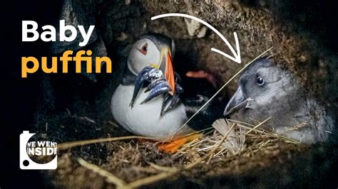 We Went Inside a Puffin Burrow I Cute Puffling Bird Underground - YouTube