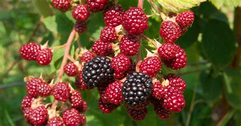 How to Plant, Grow and Harvest Blackberries and Raspberries