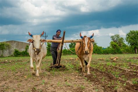 Premium Photo | Indian farmer working in the traditional way with bull at his farm, An Indian ...