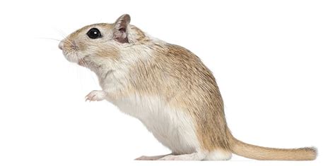 How To Take Care Of Gerbils: A General List | Gerbil Care | Gerbils ...