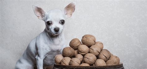 5 Nuts that are Safe for Dogs to Eat (Diets, Care & Feeding Tips)