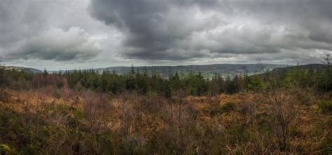 Forest Panorama Photograph by Ian Mitchell - Fine Art America