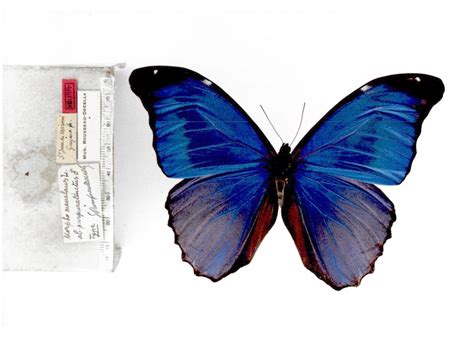 Morpho m. menelaus (type specimens)