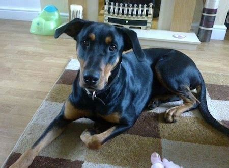 Rotterman (Doberman-Rottweiler Mix) Info, Puppies, and Pictures