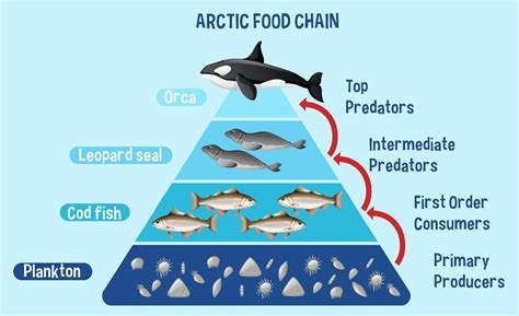 Diagram showing Arctic food chain for education 2350115 Vector Art at Vecteezy