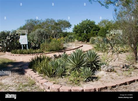 Corpus Christi Botanical Gardens & Nature Center has become the SOUTH TEXAS Botanical Gardens ...