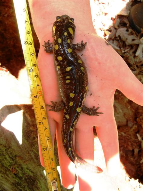 Spotted Salamander - Chattahoochee River National Recreation Area (U.S. National Park Service)