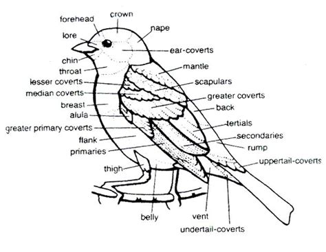 bird diagram - The Rock Pile Garden Center