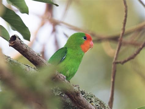 Red-headed Lovebird - eBird