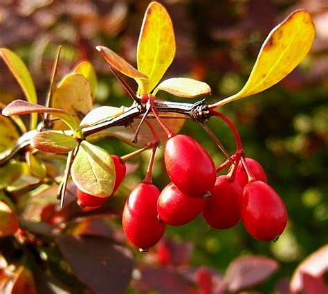 Berberis thunbergii (Japanese Barberry, Thunberg's Barberry) | North ...